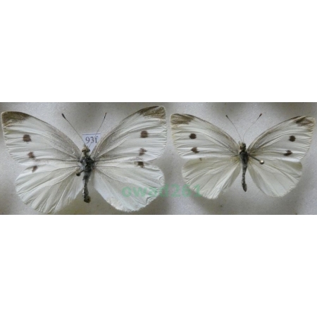 Pieris rapae (Linnaeus, 1758) 2xfemale Bielinek rzepnik Czech93f